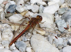 Male Southern Darter - Sympetrum meridionalis © John Muddeman